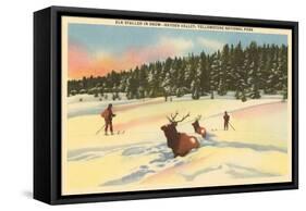 Elk in Snow, Yellowstone Park, Montana-null-Framed Stretched Canvas