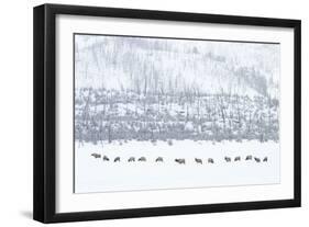 Elk in Snowstorm-Howard Ruby-Framed Photographic Print