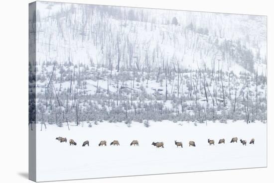 Elk in Snowstorm-Howard Ruby-Stretched Canvas