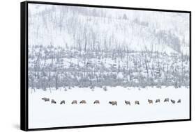 Elk in Snowstorm-Howard Ruby-Framed Stretched Canvas