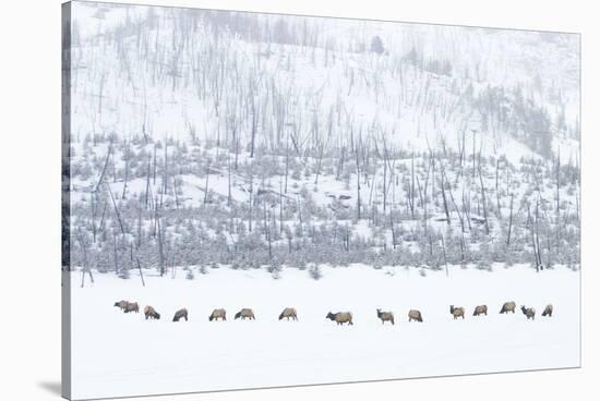 Elk in Snowstorm-Howard Ruby-Stretched Canvas