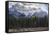 Elk in the Canadian Rockies, Banff National Park, UNESCO World Heritage Site, Canadian Rockies, Alb-JIA JIAHE-Framed Stretched Canvas