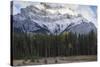 Elk in the Canadian Rockies, Banff National Park, UNESCO World Heritage Site, Canadian Rockies, Alb-JIA JIAHE-Stretched Canvas