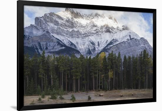 Elk in the Canadian Rockies, Banff National Park, UNESCO World Heritage Site, Canadian Rockies, Alb-JIA JIAHE-Framed Photographic Print