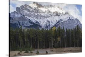 Elk in the Canadian Rockies, Banff National Park, UNESCO World Heritage Site, Canadian Rockies, Alb-JIA JIAHE-Stretched Canvas