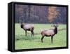 Elk in the Great Smoky Mountains Nation Park, North Carolina, Usa-Joanne Wells-Framed Stretched Canvas