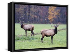 Elk in the Great Smoky Mountains Nation Park, North Carolina, Usa-Joanne Wells-Framed Stretched Canvas