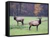 Elk in the Great Smoky Mountains Nation Park, North Carolina, Usa-Joanne Wells-Framed Stretched Canvas