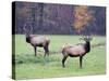 Elk in the Great Smoky Mountains Nation Park, North Carolina, Usa-Joanne Wells-Stretched Canvas