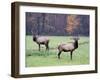 Elk in the Great Smoky Mountains Nation Park, North Carolina, Usa-Joanne Wells-Framed Photographic Print