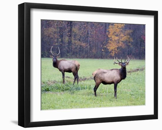 Elk in the Great Smoky Mountains Nation Park, North Carolina, Usa-Joanne Wells-Framed Photographic Print