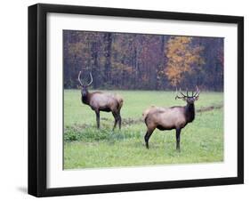 Elk in the Great Smoky Mountains Nation Park, North Carolina, Usa-Joanne Wells-Framed Photographic Print