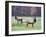 Elk in the Great Smoky Mountains Nation Park, North Carolina, Usa-Joanne Wells-Framed Photographic Print