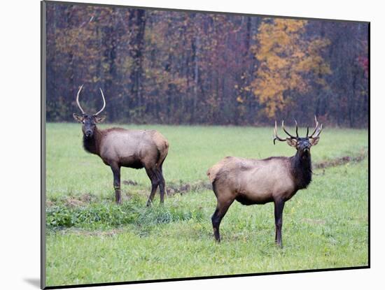 Elk in the Great Smoky Mountains Nation Park, North Carolina, Usa-Joanne Wells-Mounted Photographic Print