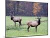 Elk in the Great Smoky Mountains Nation Park, North Carolina, Usa-Joanne Wells-Mounted Photographic Print