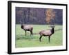Elk in the Great Smoky Mountains Nation Park, North Carolina, Usa-Joanne Wells-Framed Photographic Print