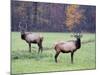 Elk in the Great Smoky Mountains Nation Park, North Carolina, Usa-Joanne Wells-Mounted Photographic Print