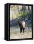 Elk in the Rut and Bugling, Yellowstone National Park, Wyoming, USA-Joe & Mary Ann McDonald-Framed Stretched Canvas