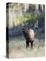 Elk in the Rut and Bugling, Yellowstone National Park, Wyoming, USA-Joe & Mary Ann McDonald-Stretched Canvas
