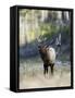 Elk in the Rut and Bugling, Yellowstone National Park, Wyoming, USA-Joe & Mary Ann McDonald-Framed Stretched Canvas