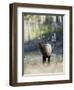 Elk in the Rut and Bugling, Yellowstone National Park, Wyoming, USA-Joe & Mary Ann McDonald-Framed Photographic Print