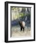 Elk in the Rut and Bugling, Yellowstone National Park, Wyoming, USA-Joe & Mary Ann McDonald-Framed Photographic Print