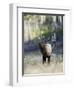 Elk in the Rut and Bugling, Yellowstone National Park, Wyoming, USA-Joe & Mary Ann McDonald-Framed Photographic Print