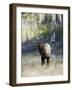 Elk in the Rut and Bugling, Yellowstone National Park, Wyoming, USA-Joe & Mary Ann McDonald-Framed Photographic Print