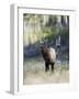 Elk in the Rut and Bugling, Yellowstone National Park, Wyoming, USA-Joe & Mary Ann McDonald-Framed Photographic Print