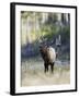 Elk in the Rut and Bugling, Yellowstone National Park, Wyoming, USA-Joe & Mary Ann McDonald-Framed Photographic Print