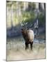 Elk in the Rut and Bugling, Yellowstone National Park, Wyoming, USA-Joe & Mary Ann McDonald-Mounted Photographic Print