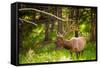 Elk in Yellowstone National Park, Wyoming, United States of America, North America-Laura Grier-Framed Stretched Canvas