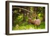 Elk in Yellowstone National Park, Wyoming, United States of America, North America-Laura Grier-Framed Photographic Print