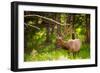 Elk in Yellowstone National Park, Wyoming, United States of America, North America-Laura Grier-Framed Photographic Print