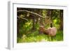 Elk in Yellowstone National Park, Wyoming, United States of America, North America-Laura Grier-Framed Photographic Print