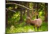 Elk in Yellowstone National Park, Wyoming, United States of America, North America-Laura Grier-Mounted Photographic Print