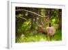 Elk in Yellowstone National Park, Wyoming, United States of America, North America-Laura Grier-Framed Photographic Print