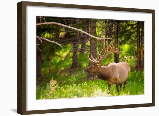 Elk in Yellowstone National Park, Wyoming, United States of America, North America-Laura Grier-Framed Photographic Print