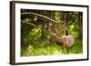 Elk in Yellowstone National Park, Wyoming, United States of America, North America-Laura Grier-Framed Photographic Print