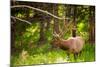 Elk in Yellowstone National Park, Wyoming, United States of America, North America-Laura Grier-Mounted Photographic Print