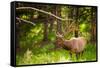 Elk in Yellowstone National Park, Wyoming, United States of America, North America-Laura Grier-Framed Stretched Canvas