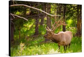 Elk in Yellowstone National Park, Wyoming, United States of America, North America-Laura Grier-Stretched Canvas