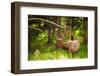 Elk in Yellowstone National Park, Wyoming, United States of America, North America-Laura Grier-Framed Photographic Print