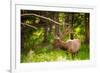 Elk in Yellowstone National Park, Wyoming, United States of America, North America-Laura Grier-Framed Photographic Print