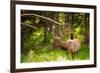 Elk in Yellowstone National Park, Wyoming, United States of America, North America-Laura Grier-Framed Photographic Print