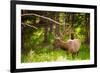 Elk in Yellowstone National Park, Wyoming, United States of America, North America-Laura Grier-Framed Photographic Print