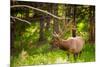 Elk in Yellowstone National Park, Wyoming, United States of America, North America-Laura Grier-Mounted Photographic Print