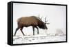 Elk IV-Tammy Putman-Framed Stretched Canvas