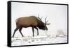 Elk IV-Tammy Putman-Framed Stretched Canvas