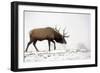 Elk IV-Tammy Putman-Framed Photographic Print